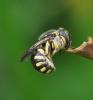 Anthidium sp.